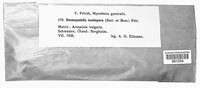 Desmopatella tomispora image